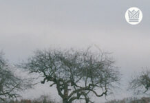 Homer continúa revelando su próximo disco con “The Tall Green”